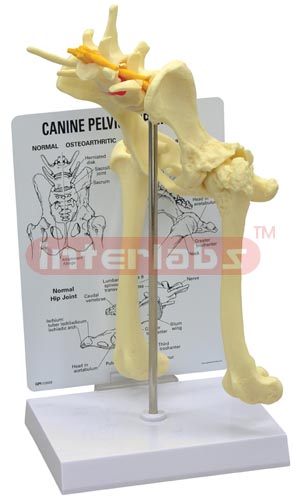 Anatomical Models 	 Canine Pelvis (Hip) Model